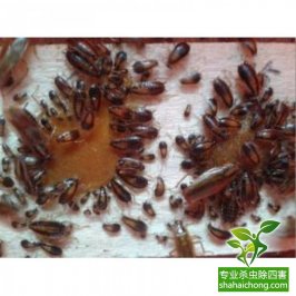 灭虫公司分享消灭臭虫你不得不知道的方法